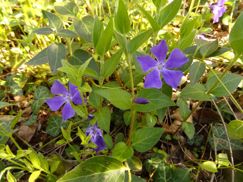 Vinca major (subsp. hirsuta?) - Apocynaceae